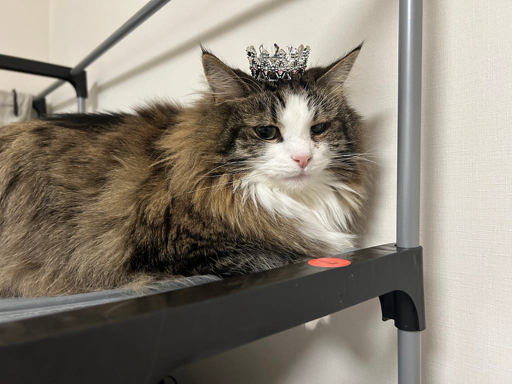 ファッションクリーニングSuzuki.店主の愛猫クレアちゃん(8歳・メス)|ティアラをつけたリラックスした様子