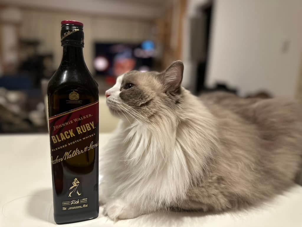 ウイスキーのボトルと一緒に写るファッションクリーニングSuzuki.店主の愛猫レオ君(6歳・オス)