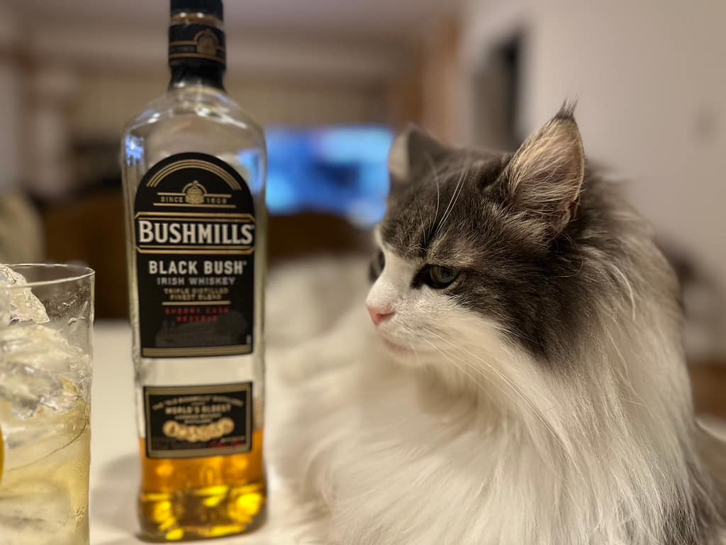 ファッションクリーニングSuzuki 店主の愛猫みーたん