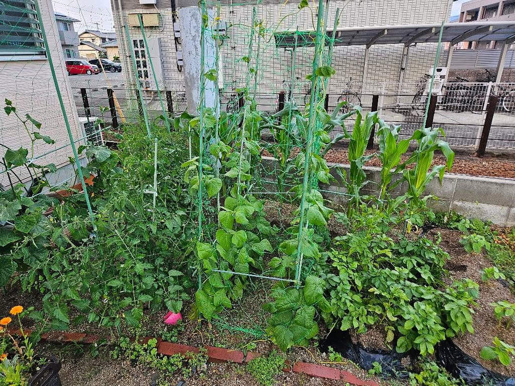 家庭菜園を楽しむ店主